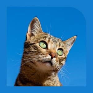 Music for Classic with Cats - Debonair Soprano Sax Solo - Cat Music Studio