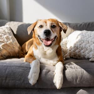 Ritmos De Ladrido: Melodías Para Perros - Sonidos de Refugio