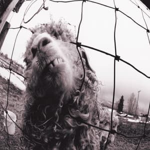 Vs. - Pearl Jam