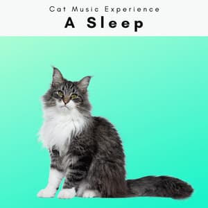 A Sleep - Cat Music Experience