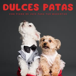 Dulces Patas Con Piano De Jazz Para Tus Mascotas - Relajante piano hombre