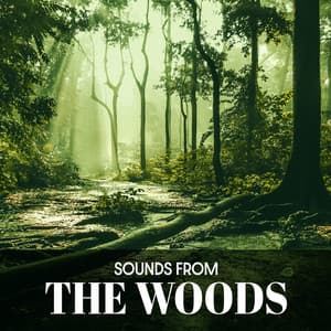 Sounds from the Woods - Beautiful Nature Combined with Delicate Sounds of Piano and Guitar - Sounds of Nature Kingdom