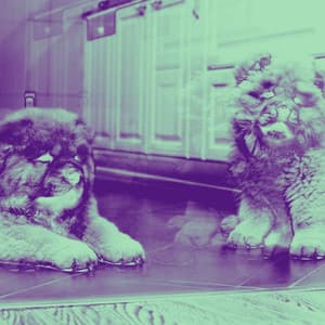 Echoes of Doggy Afternoon Rest - Dog Calming Music