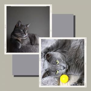 Trumpet and Alto Saxophone - Music for Happy Cat - Cat Music Waves