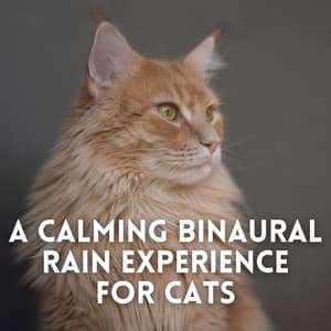 A Calming Binaural Rain Experience for Cats - Pure Ambient Music