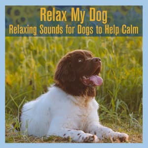 Relax My Dog: Relaxing Sounds for Dogs to Help Calm - Dog Music