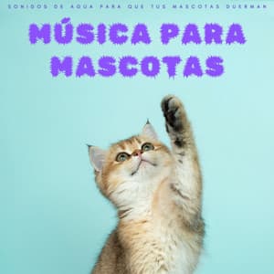 Música Para Mascotas: Sonidos De Agua Para Que Tus Mascotas Duerman - Masajes Spa