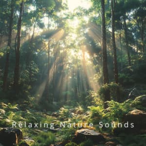 Peaceful Forest Nights: Relaxing Nature Music - Relaxing Nature Sounds