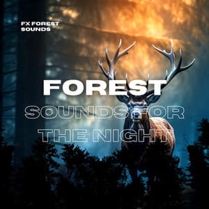 Forest Sounds for the Night - Nature Sounds for Sleep - FX Forest Sounds
