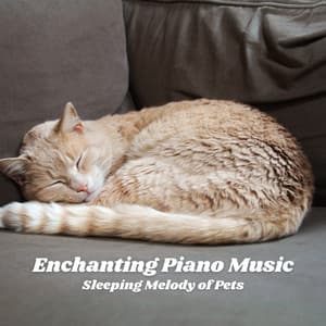 Enchanting Piano Music: Sleeping Melody of Pets - Jazz for Hotel Lobbies