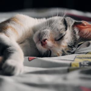 Music Box Lullabies - Sleep Like a Baby