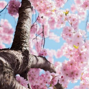50 New Age Yoga Relaxation Meditation Collection - Rain Sounds Sleep