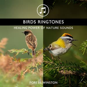Birds Ringtones - Healing Power of Nature Sounds for Sleep and Relaxation, Morning Chirping Birds - Forest Winston