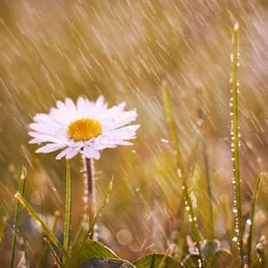 Enchanted Rain Retreat: Theta Waves - Relaxing Rain Sounds