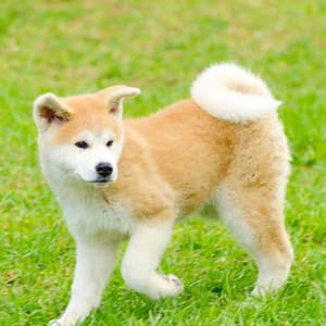 Tails and Tunes: Jazz Piano Music for Dogs - Chillout Jazz Deluxe