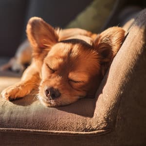 Hip Hop Tails: Rhythms for Dogs - Lofi Gaming