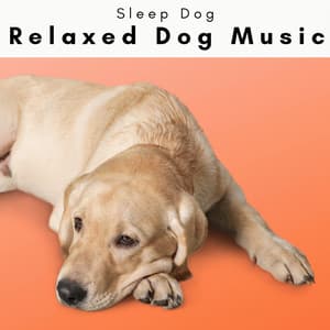 1 Relaxed Dog Music - Sleep Dog