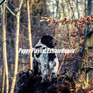 Puppy Playlist Extraordinaire - Calming Jazz For Dogs