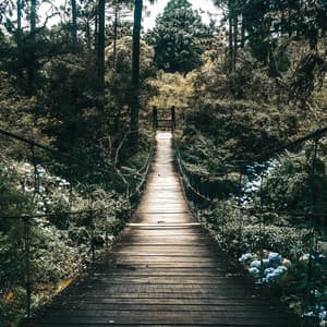 25 Elemental Ambiences: Healing Nature - Baltic Nature Sounds