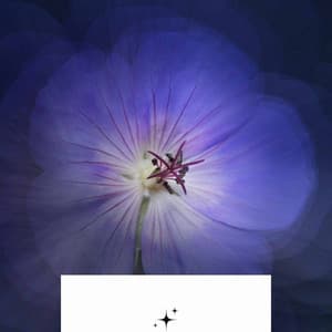 Trumpet Bossa - Ambiance for Seasonal Feelings - Playlist for Early Morning Chill Out