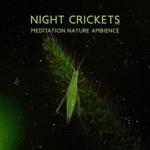 Night Crickets: Meditation Nature Ambience and Lullabies for Deep Sleep - Restful Sleep Music Collection