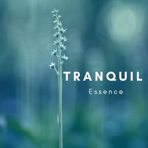 Tranquil Essence - Jani Pay
