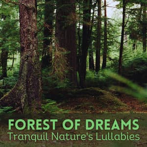 Forest of Dreams: Tranquil Nature's Lullabies - Kei Nature