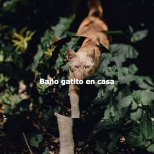 Baño gatito en casa - New York Jazz Lounge Bar