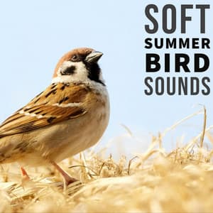 Soft Summer Bird Sounds: Nature Recordings - Natural Sound Makers