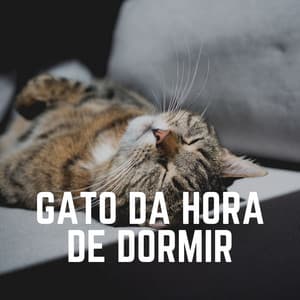 Gato da Hora de Dormir - Musica para Gatos