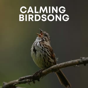Nature's Melody: Calming Birdsong - Animal and Bird Songs