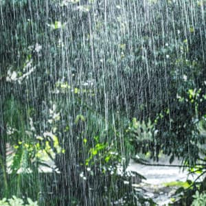 Enchanting Rainfall Serene Oasis Melody - Umbrella-Umbrella
