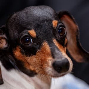 Inspired Background for Separation Anxiety - Classy Relaxing Dog Music