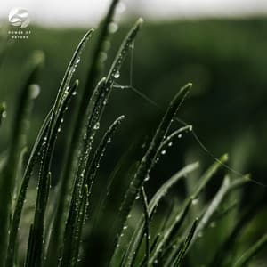 Soundscape Of The Rainforest's Flora And Fauna - Soothing Ambient