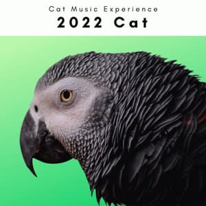 2022 Cat - Cat Music Experience