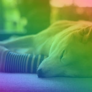 Dream-Like Guitar Trio - Background for Anxious Hound - Doggy Music Radio