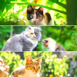 Bgm for Afternoon Cats - Relaxing Music for Cats