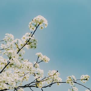 0 Hour Nature: Easy Trails - Nature Sound Collection