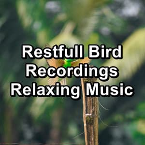 Restfull Bird Recordings Relaxing Music - Bird Sounds