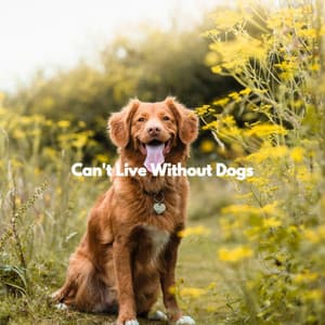 Can't Live Without Dogs - Luxury Hotel Music
