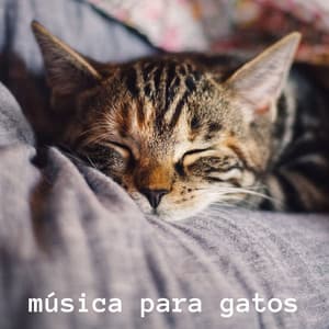 Música Para Gatos - Música Calmante para Gatitos
