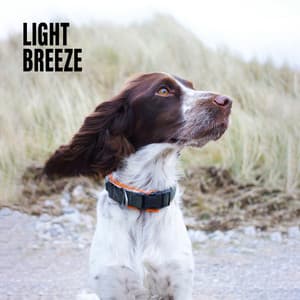 Light Breeze - Sounds Of Nature