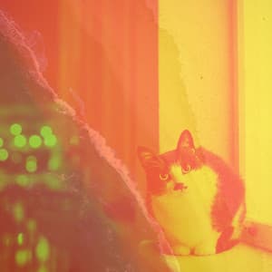 Son Montuno - Music for Resting Cats