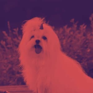Background Music for Doggy Night Walks - Calming Jazz For Dogs