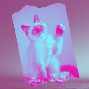 Acoustic Smooth Jazz Guitar - Ambiance for Cat Lounging - Calm Music for Cats