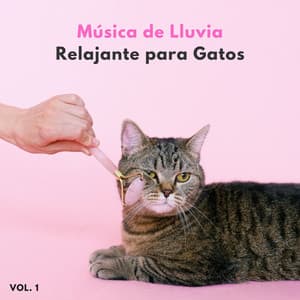 Música De Lluvia Relajante Para Gatos Vol. 1 - Lluvia - Lluvia de primavera