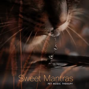 Sweet Mantras - Pet Music Therapy