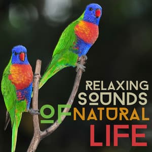 Relaxing Sounds of Natural Life - Bird Sounds