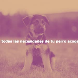 Para todas las necesidades de tu perro acogedor. - Música de Oficina