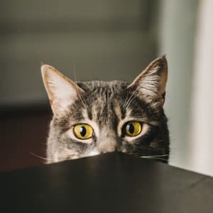 Melodic Whiskers: Piano for Curious Cats - The Cat Relaxer